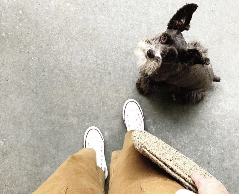 A look down photo of my brown pants and white converse sneakers. I am holing a tan straw purse. My brown miniature schnauzer is looking up at me.