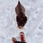A photo taken from above of a small brown miniature schnauzer. She is looking up at the camera. The ground around her is covered in snow .A pair of tan hiking boots with red laces and the bottom of a black coat are visible at the bottom of the photo.