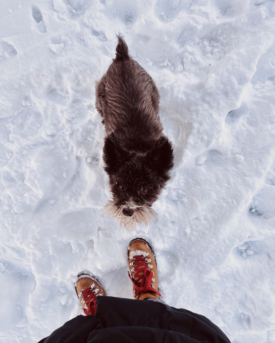 A photo taken from above of a small brown miniature schnauzer. She is looking up at the camera. The ground around her is covered in snow .A pair of tan hiking boots with red laces and the bottom of a black coat are visible at the bottom of the photo.